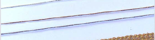 Tulipan